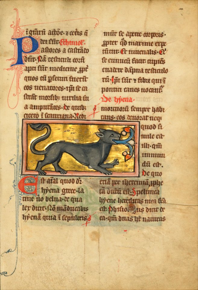 A Hyena - Google Art Project