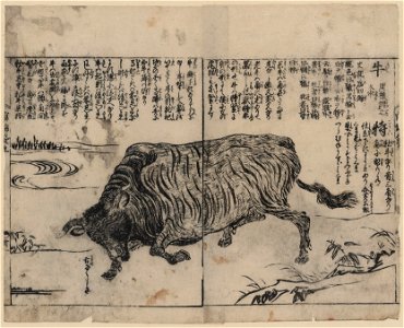A large bull or ox LCCN2008660995