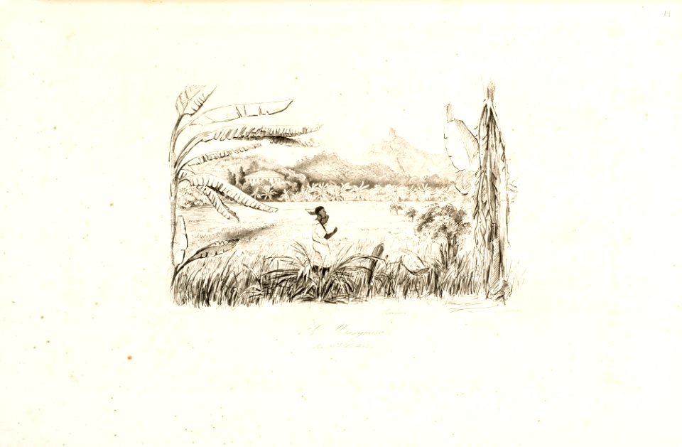 A Mangueira den 22 Octh 1842, da Coleção Brasiliana Iconográfica