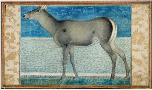 A nilgai (6125077768)