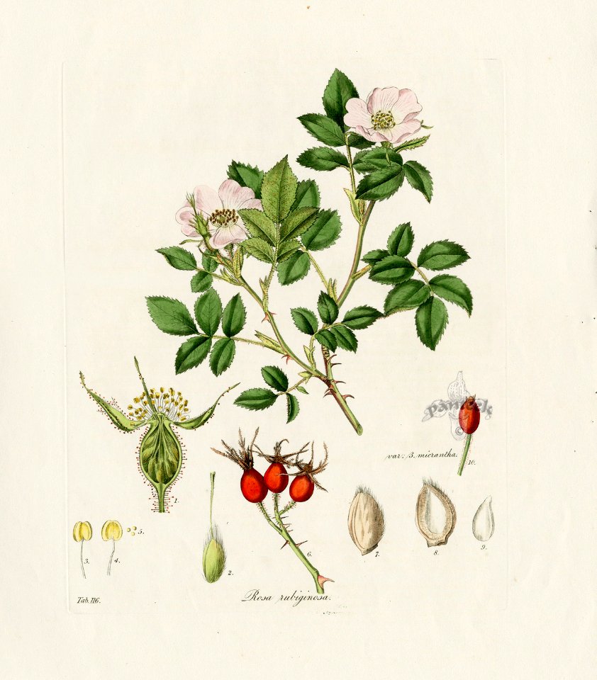 A Plate from Flora Londinensis