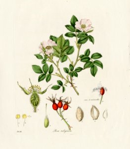 A Plate from Flora Londinensis