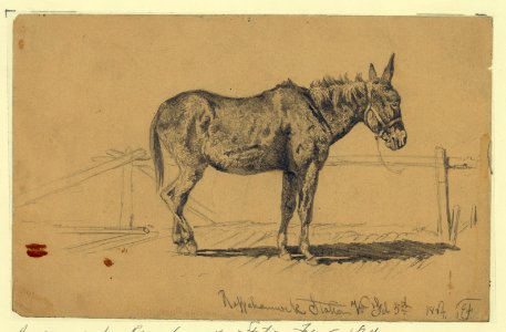 A played-out mule in hospital LCCN2004661560