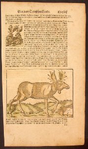 A reindeer (1598)