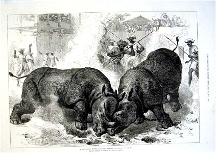 A Rhinoceros Fight at Baroda before the Prince of Wales - ILN 1875. Free illustration for personal and commercial use.