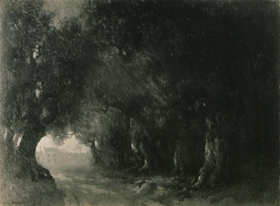 A road through the woods (HS85-10-24498)