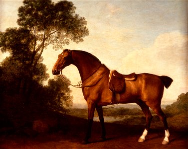 A Saddled Bay Hunter, by George Stubbs. Free illustration for personal and commercial use.