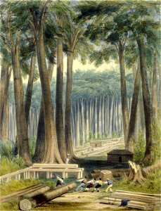 A sawyer's clearing in a forest of kauri PUBL-0011-03