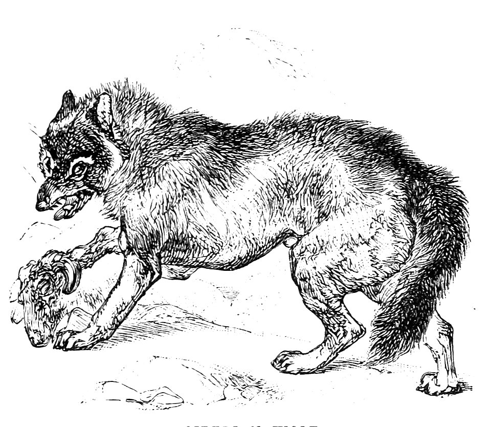 A SIBERIAN WOLF