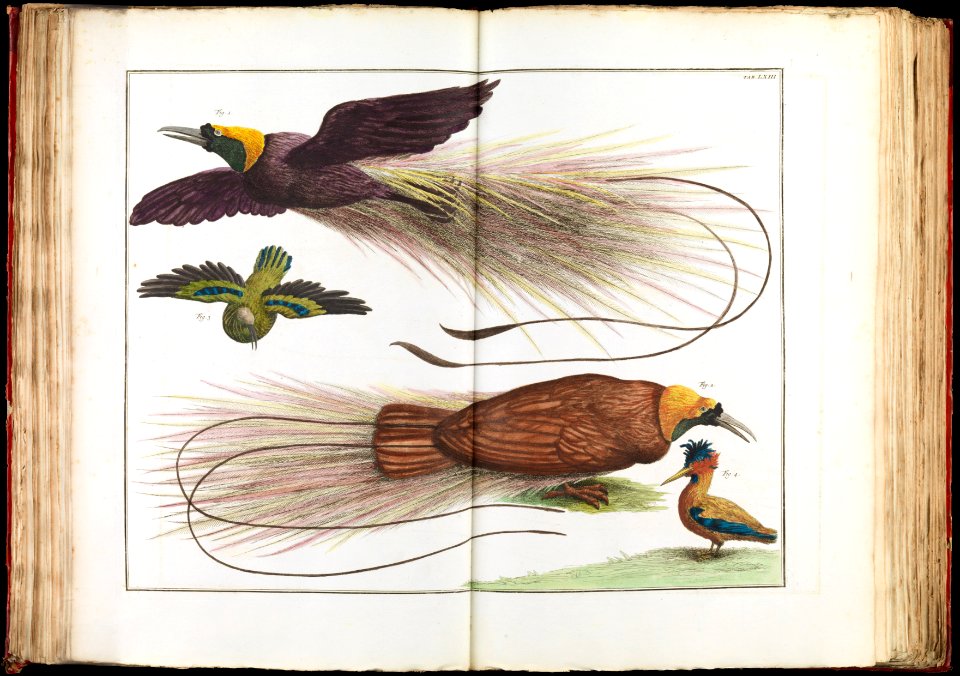 Albertus Seba - Birds of Paradise, Paradisaeidae - Google Art Project