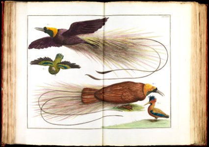 Albertus Seba - Birds of Paradise, Paradisaeidae - Google Art Project