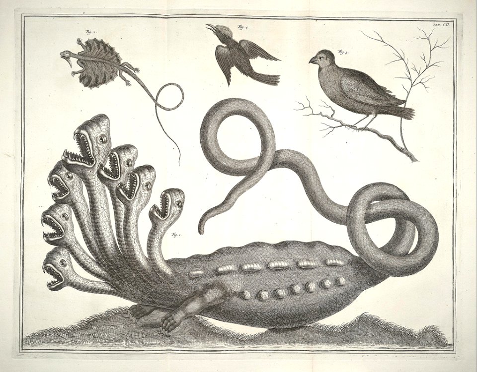 Albertus Seba Thesaurus Tab. CII
