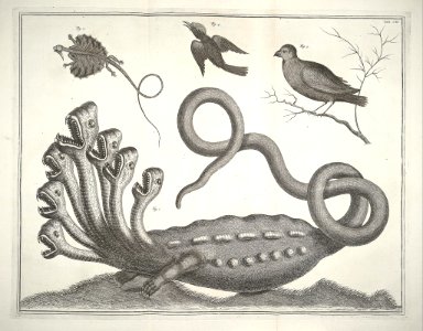 Albertus Seba Thesaurus Tab. CII