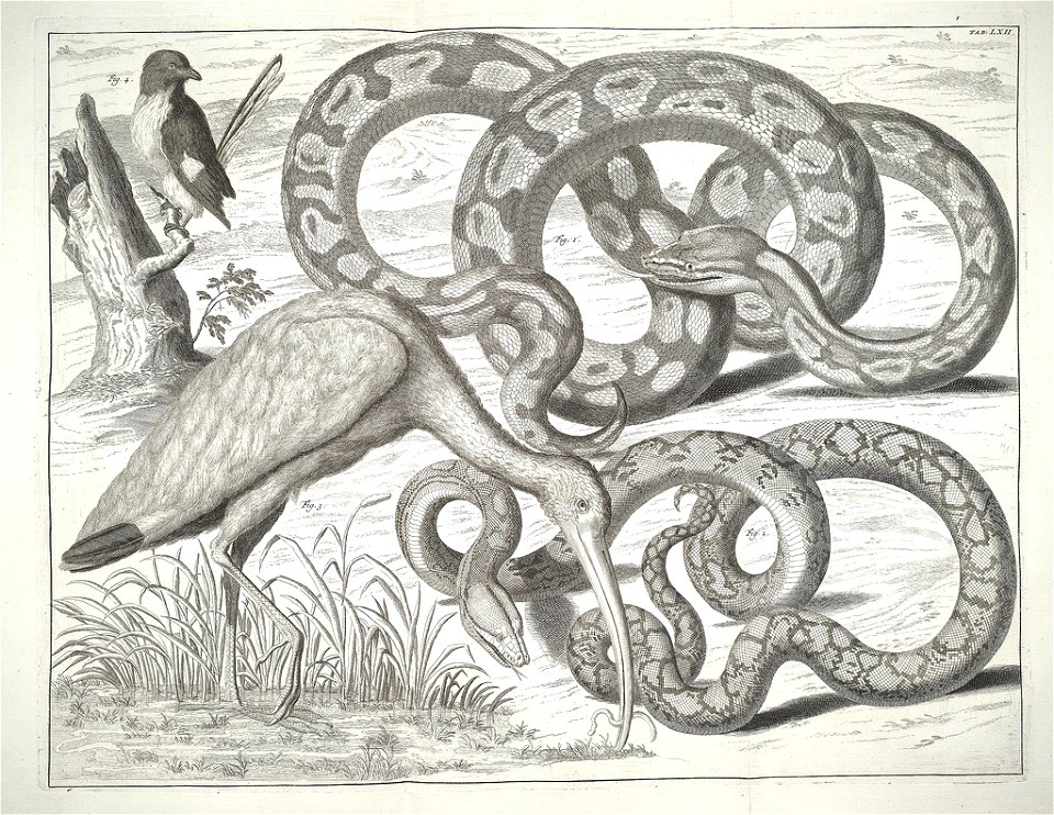 Albertus Seba Thesaurus Tab. LXII
