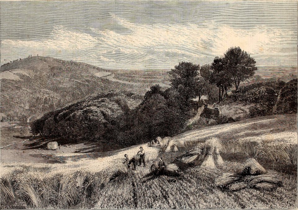 A Surrey Corn-Field - ILN 1861