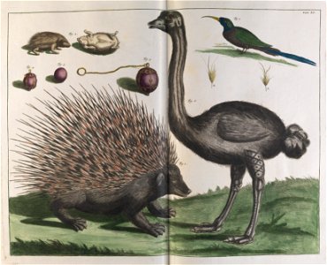 Albertus Seba - Malacca Hedgehog, Erinaceus malaccensis, and Ostrich, Struthio carmelis - Google Art Project