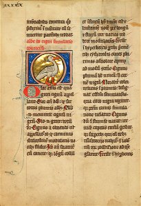 A Swan - Google Art Project