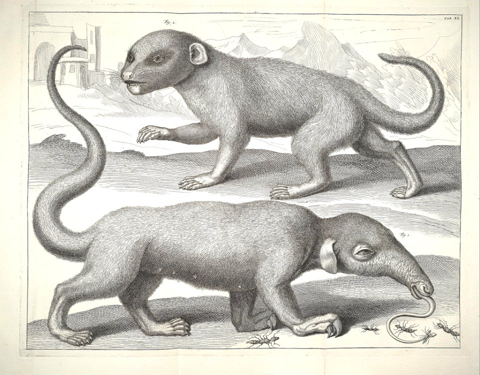 Albertus Seba Thesaurus Tab. XI