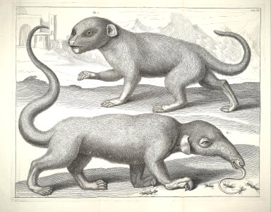Albertus Seba Thesaurus Tab. XI