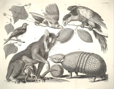 Albertus Seba Thesaurus Tab. XXXVIII