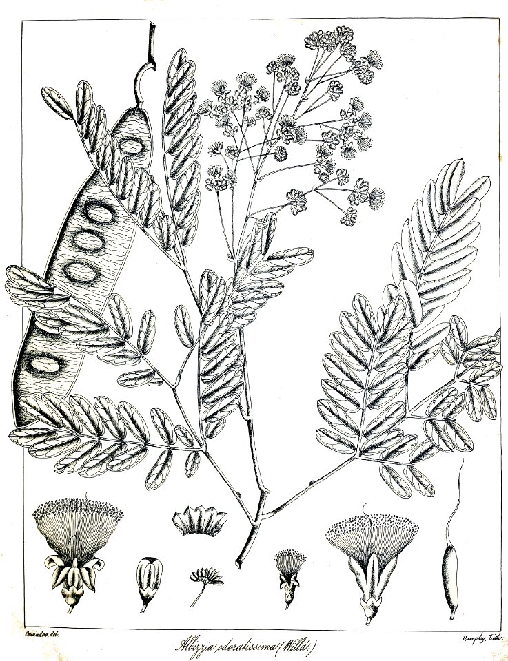 Albizia odoratissima Govindoo