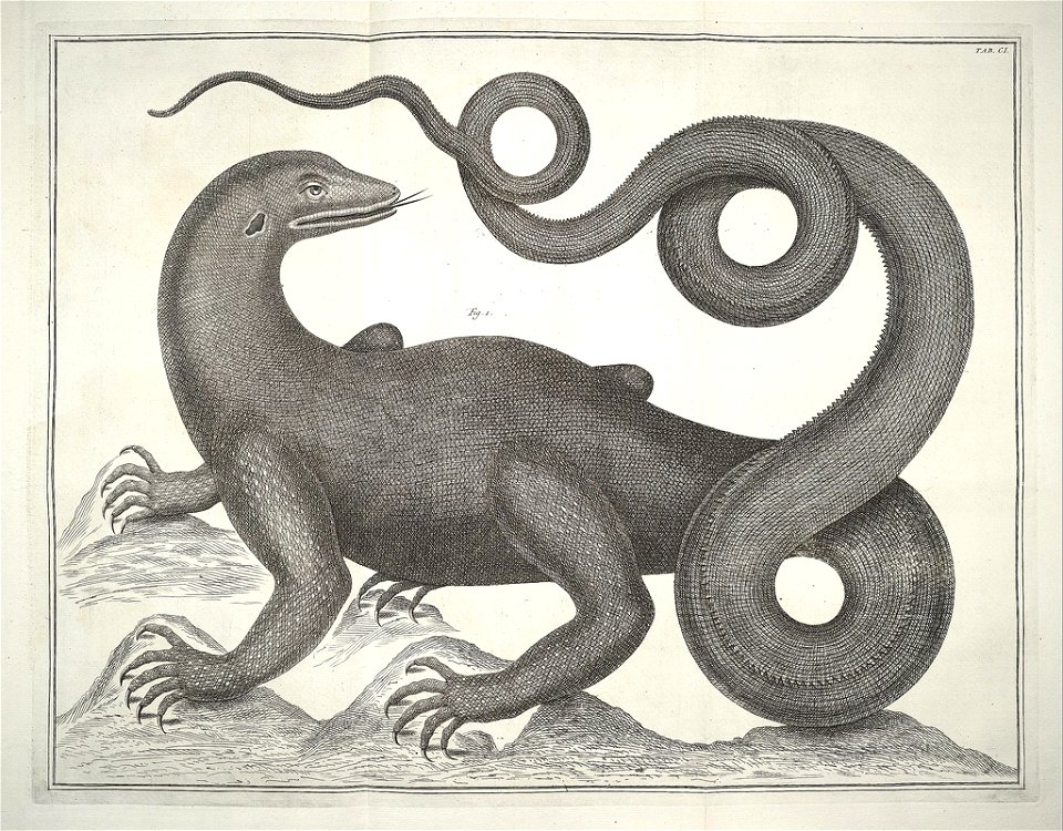 Albertus Seba Thesaurus Tab. CI