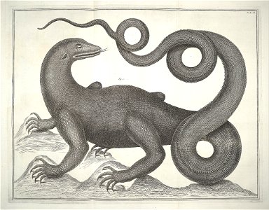 Albertus Seba Thesaurus Tab. CI