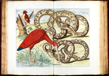 Albertus Seba - Red Ibis, Eudocimus ruber - Google Art Project
