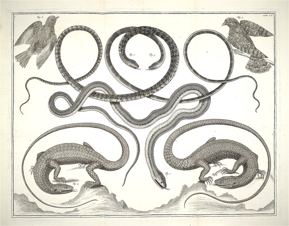 Albertus Seba Thesaurus Tab. CX