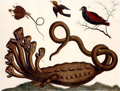 Albertus Seba Thesaurus Tab. CII (color)