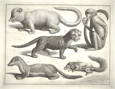 Albertus Seba Thesaurus Tab. XLVIII