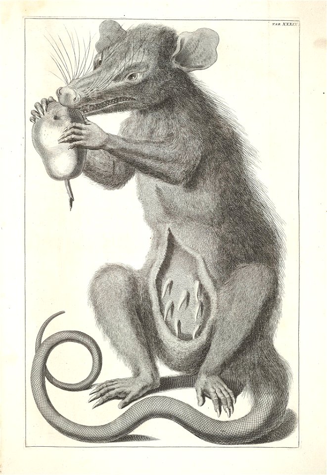 Albertus Seba Thesaurus Tab. XXXIX