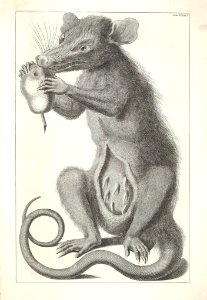 Albertus Seba Thesaurus Tab. XXXIX
