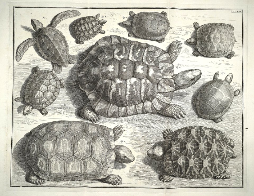 Albertus Seba Thesaurus Tab. LXXX
