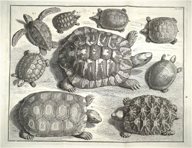 Albertus Seba Thesaurus Tab. LXXX