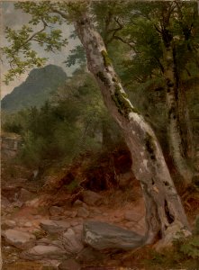 A Sycamore Tree Plaaterkill Clove by Asher Brown Durand. Free illustration for personal and commercial use.