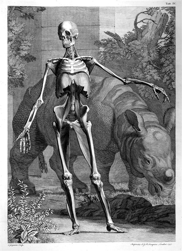 Albinus skeleton w less muscles