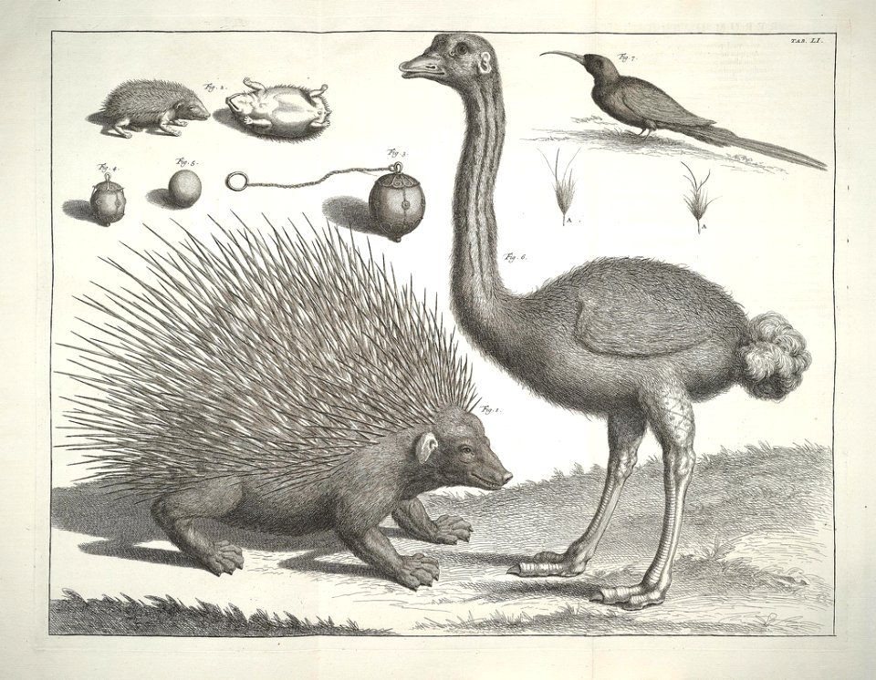 Albertus Seba Thesaurus Tab. LI