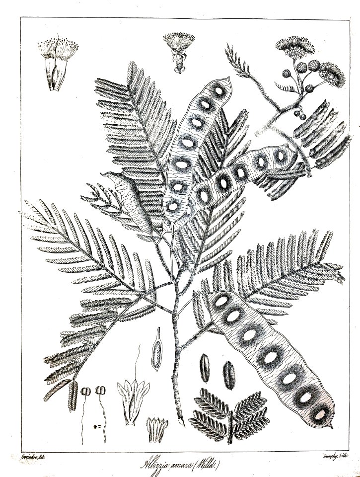 Albizia amara Govindoo