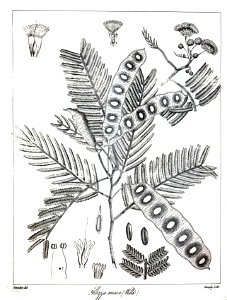 Albizia amara Govindoo. Free illustration for personal and commercial use.