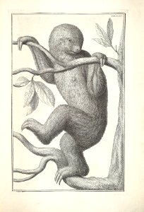Albertus Seba Thesaurus Tab. XXXIV