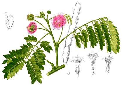 Albizia saman Blanco2.309-cropped