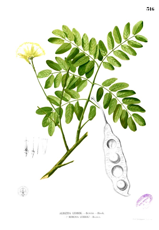 Albizia lebbek Blanco2.316
