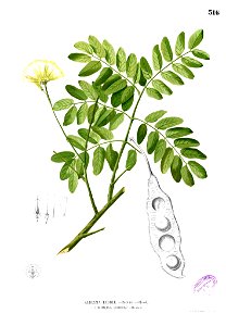 Albizia lebbek Blanco2.316