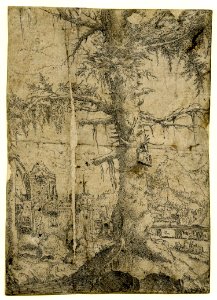 Albrecht Altdorfer - Small Spruce (British Museum 1867,0713.169)