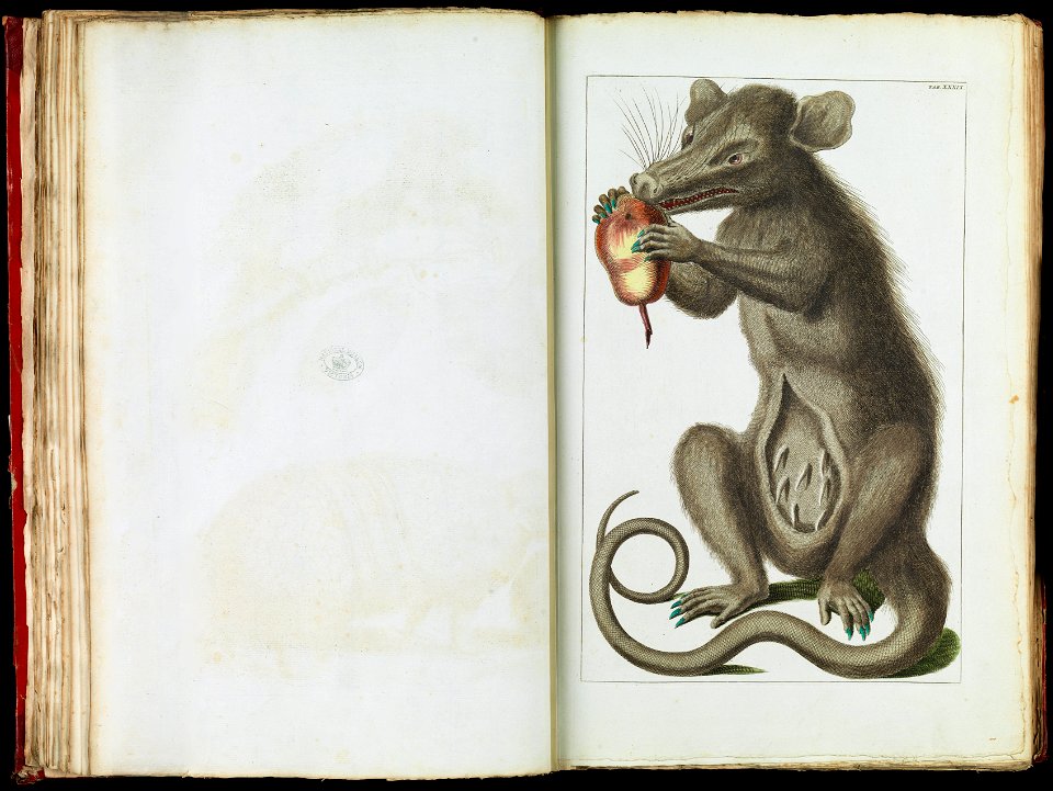 Albertus Seba - The Opossum, Didelphimorphia - Google Art Project