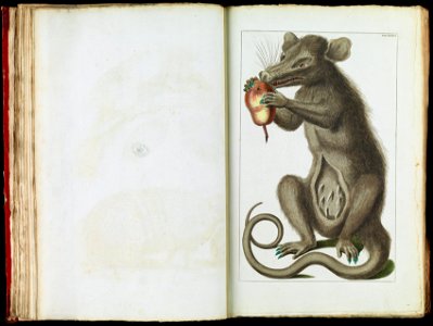 Albertus Seba - The Opossum, Didelphimorphia - Google Art Project