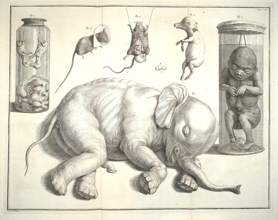 Albertus Seba Thesaurus Tab. CXI