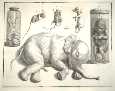 Albertus Seba Thesaurus Tab. CXI