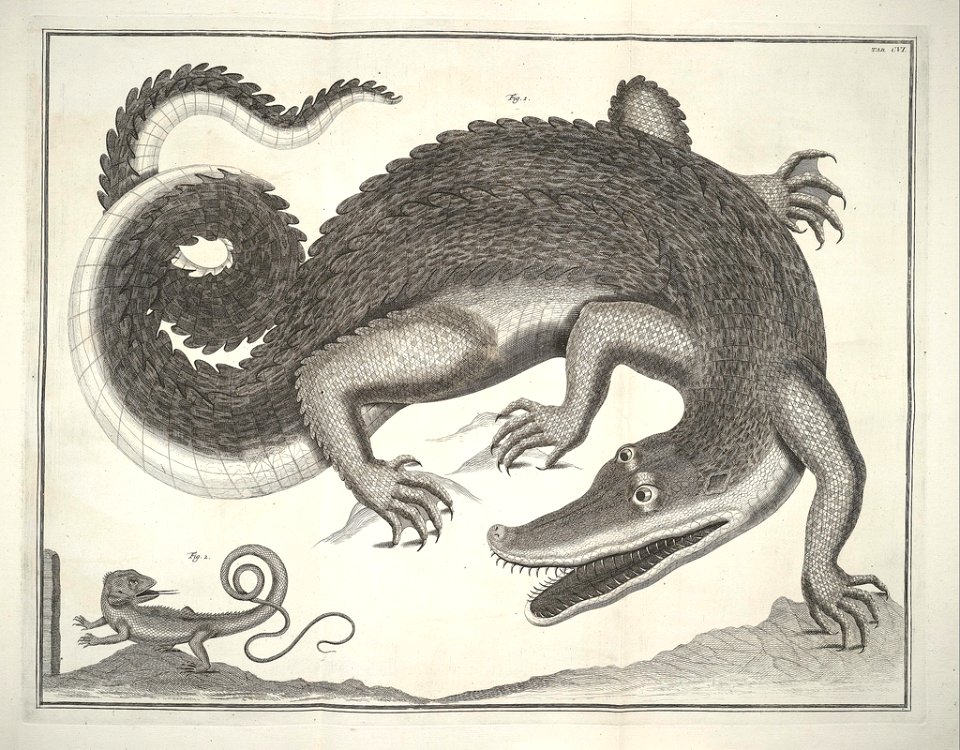 Albertus Seba Thesaurus Tab. CVI